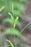 Darkgreen sedge